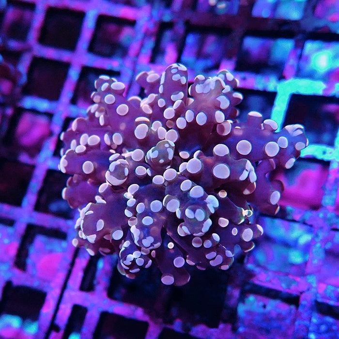 Euphyllia Pink Branch Frogspawn