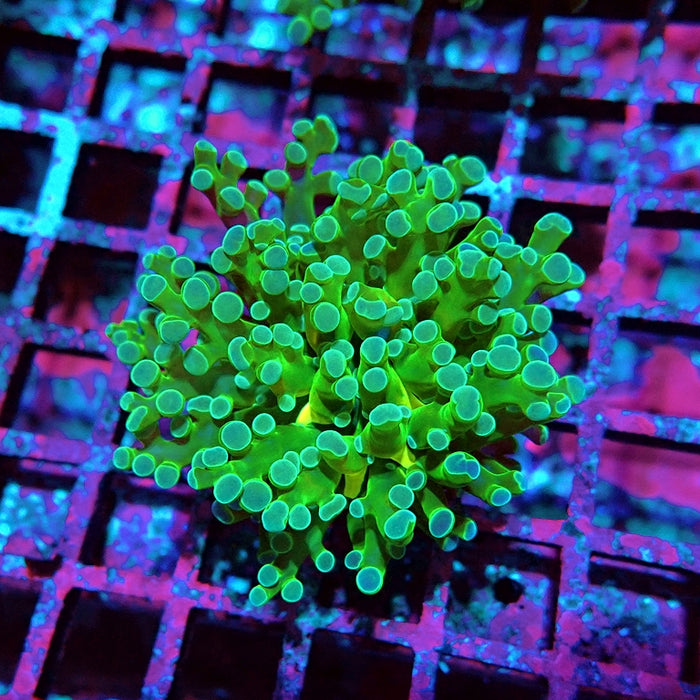 Euphyllia Green Blue Tips Branch Frogspawn