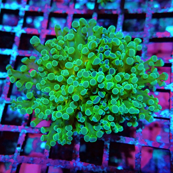 Euphyllia Green Blue Tips Branch Frogspawn