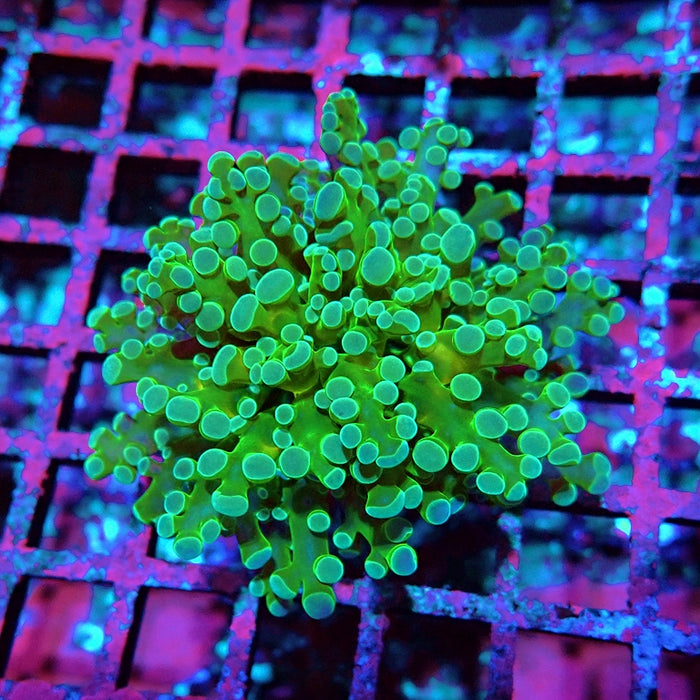Euphyllia Green Blue Tips Branch Frogspawn