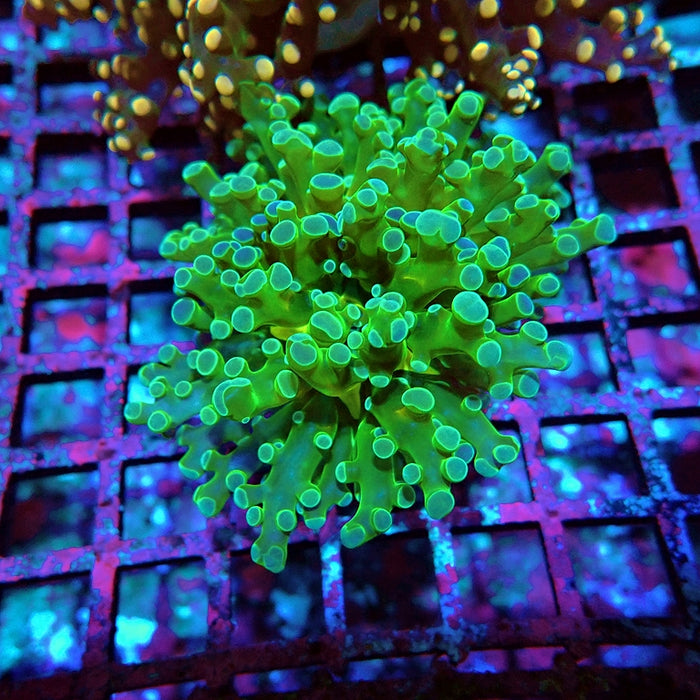 Euphyllia Green Blue Tips Branch Frogspawn