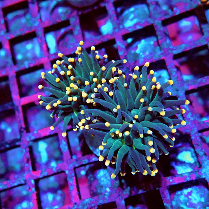 Euphyllia Alien Eye Torch