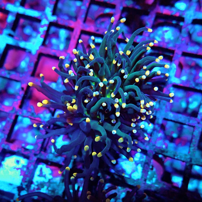 Euphyllia Alien Eye Torch