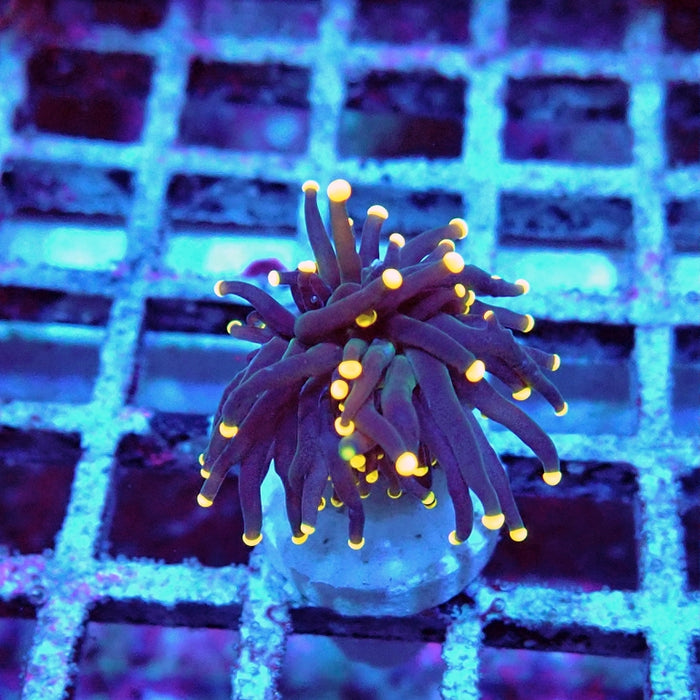 Euphyllia Dark Orange Tips Torch