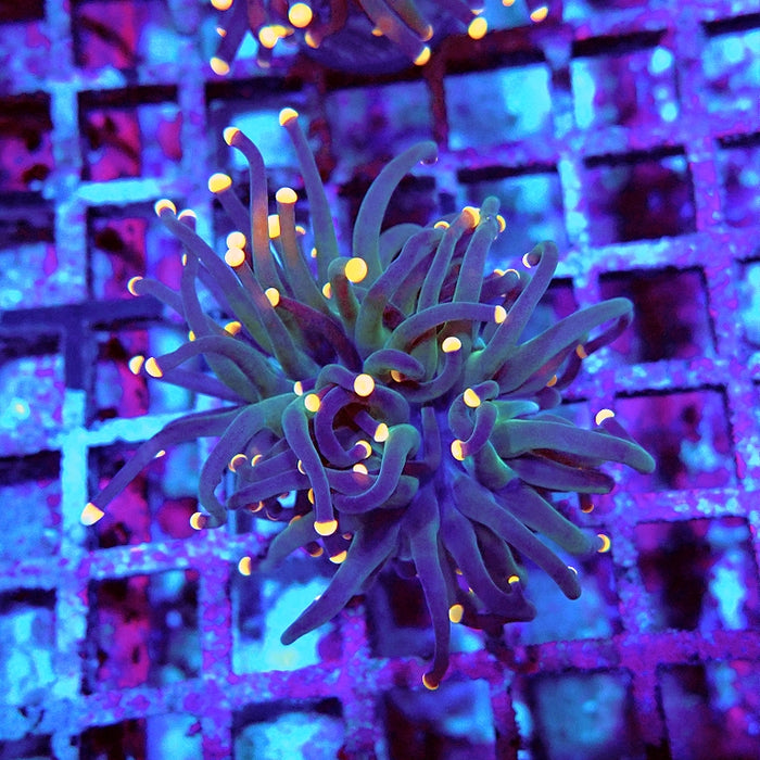 Euphyllia Dark Orange Tips Torch