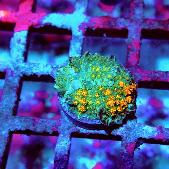 Rodactis Fuzzy Rainbow Ultra