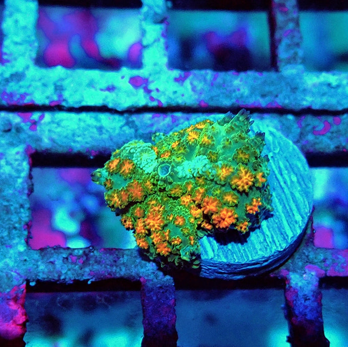 Rodactis Fuzzy Rainbow Ultra