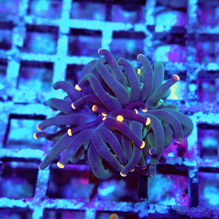 Euphyllia Dark Orange Tips Torch