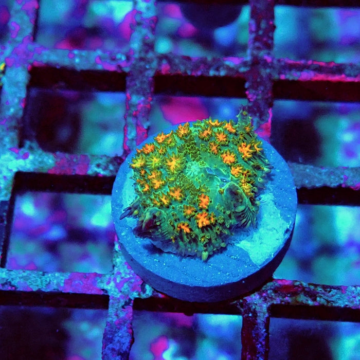 Rodactis Fuzzy Rainbow Ultra