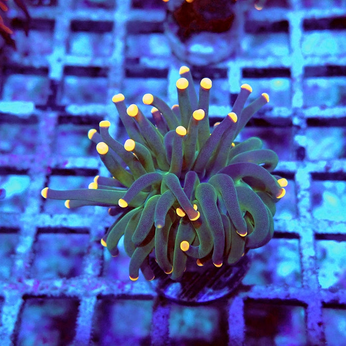Euphyllia Dark Orange Tips Torch