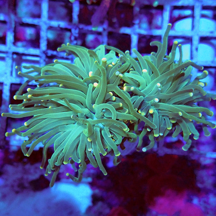 Euphyllia Green Yellow Dots Torch