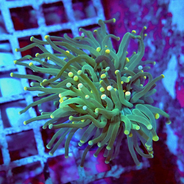 Euphyllia Green Yellow Dots Torch