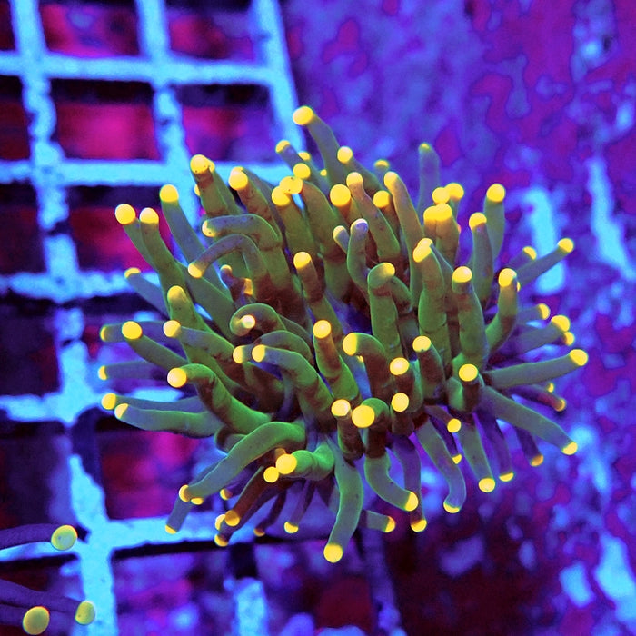 Euphyllia Dark Green Orange Tips Torch