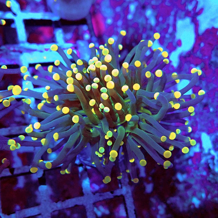 Euphyllia Dark Green Orange Tips Torch