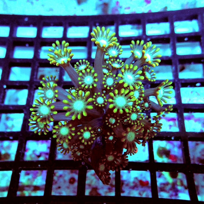Alveopora Super Contrast Long Polyps