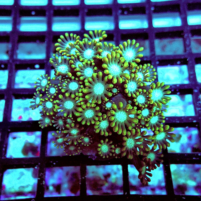 Alveopora Super Contrast Long Polyps