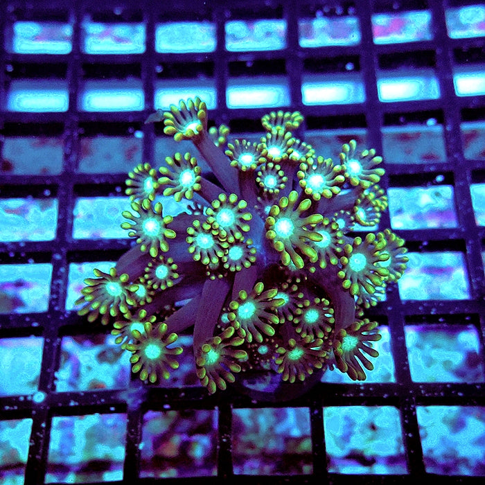Alveopora Super Contrast Long Polyps