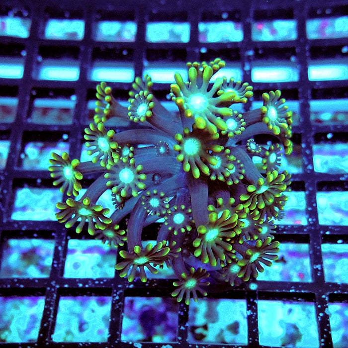 Alveopora Super Contrast Long Polyps