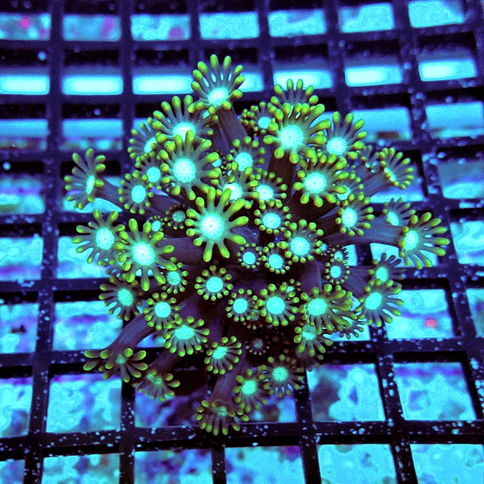 Alveopora Super Contrast Long Polyps