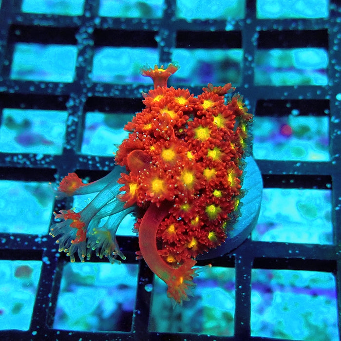 Goniopora Super Red Yellow Center