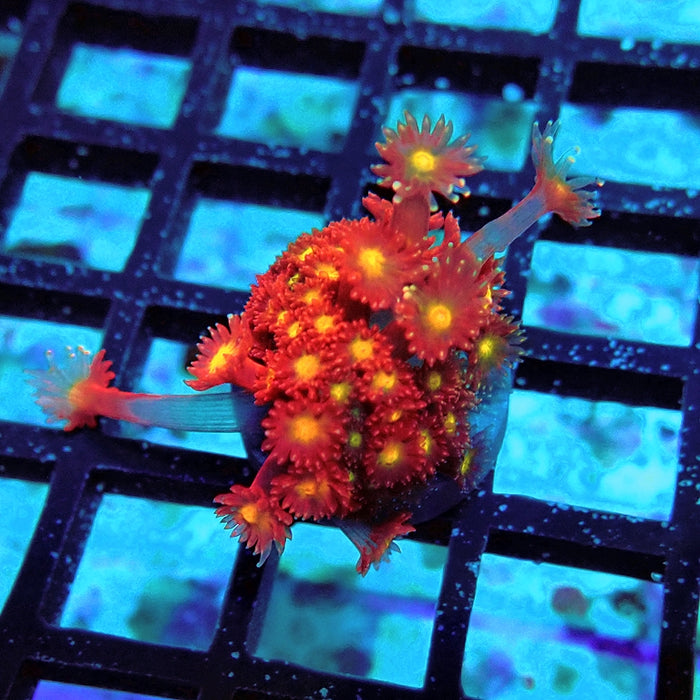 Goniopora Super Red Yellow Center