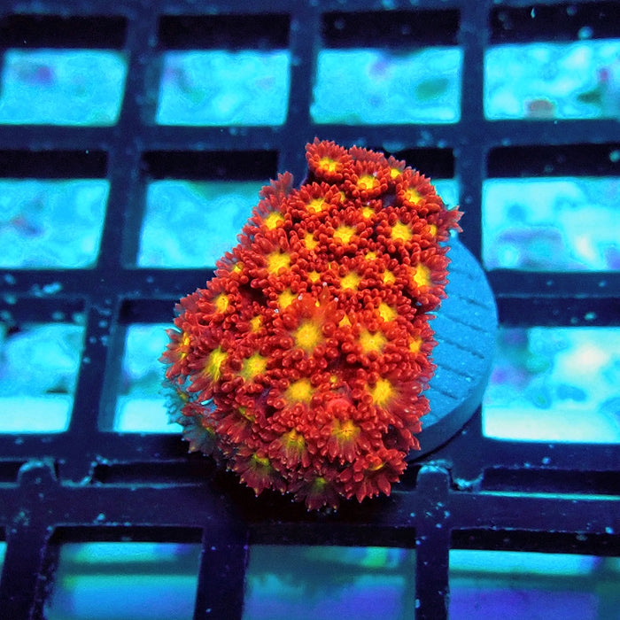 Goniopora Super Red Yellow Center