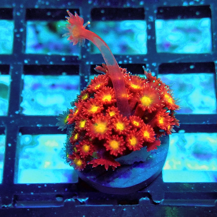 Goniopora Super Red Yellow Center