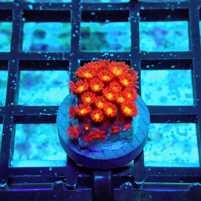 Goniopora Super Red Yellow Center