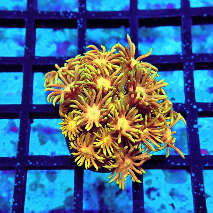 Goniopora Tricolor
