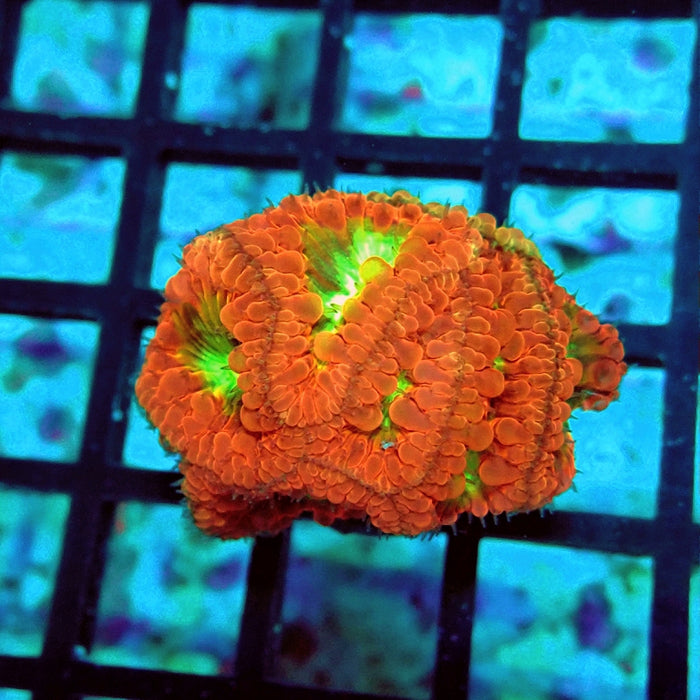 Blastomussa Red Green Middle