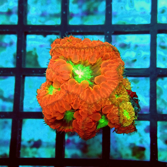 Blastomussa Red Green Middle