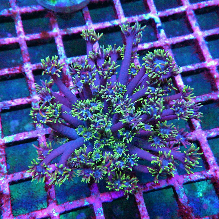Goniopora Super Ultra