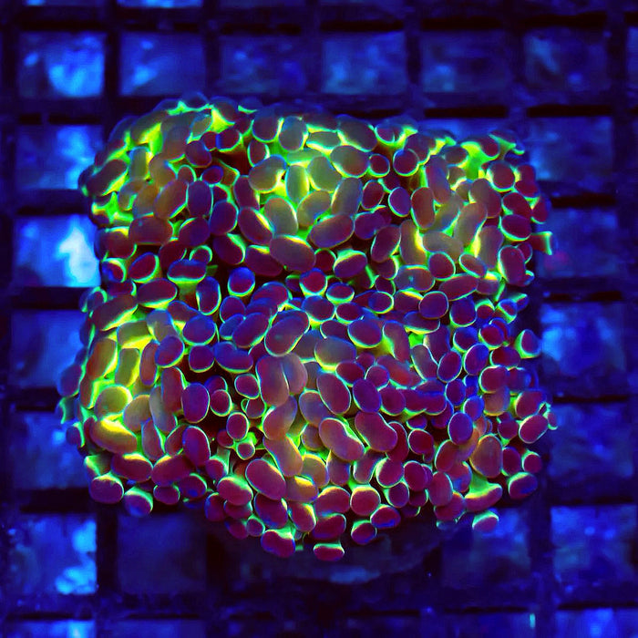 Euphyllia Hologram Branch Hammer Colony