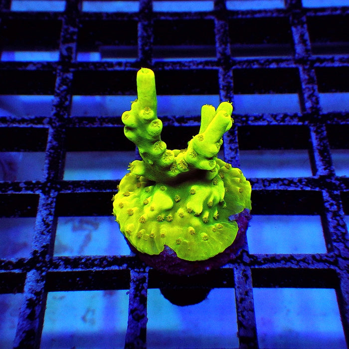 REx Yellow Pikachu