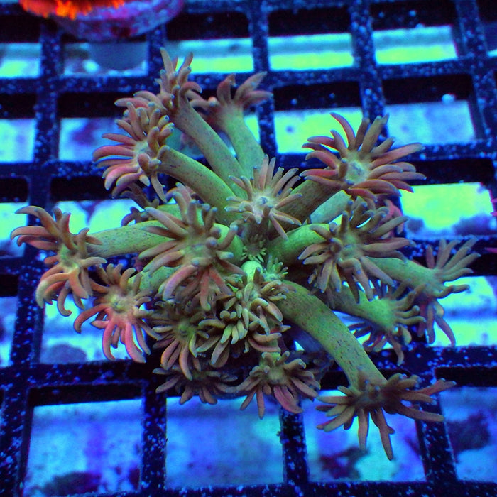 Goniopora Ultra