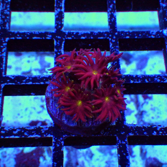 Goniopora Super Ultra