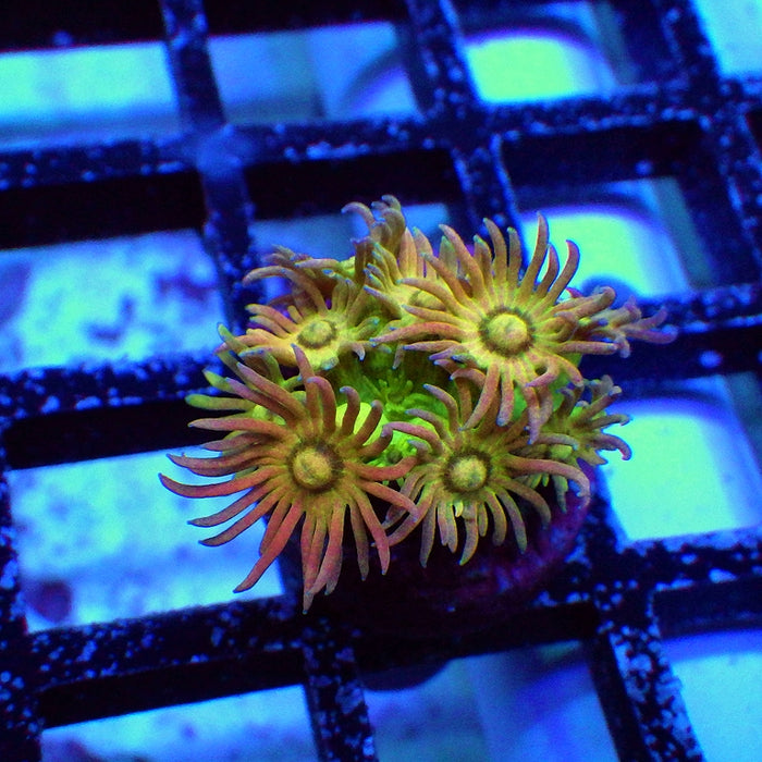 Goniopora Super Ultra