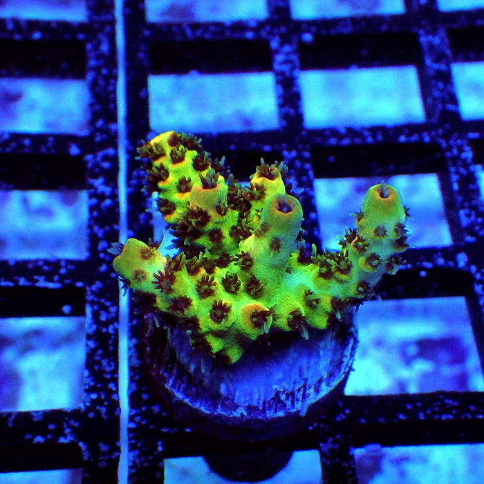 Acro Frag