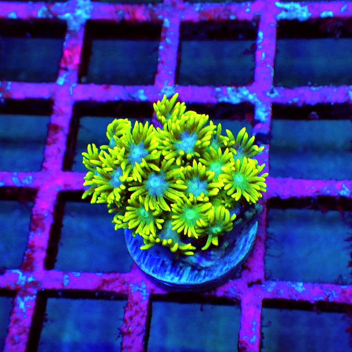 Goniopora Ultra Bright