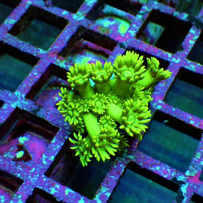 Goniopora Ultra Bright