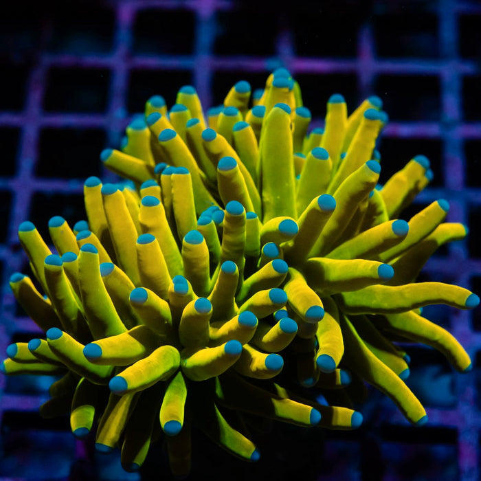 Crazy Banana-Tiger Torch