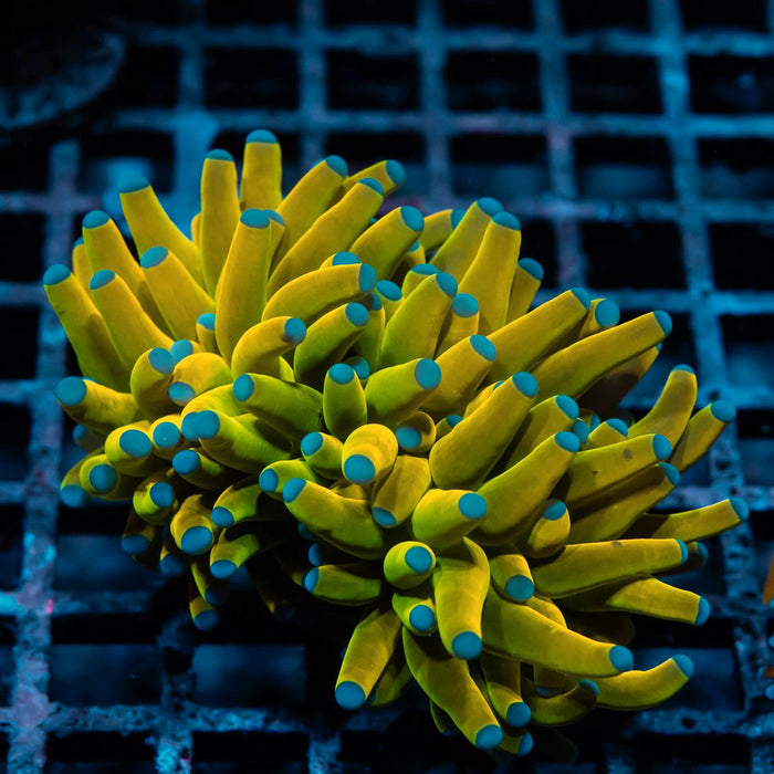 Crazy Banana-Tiger Torch