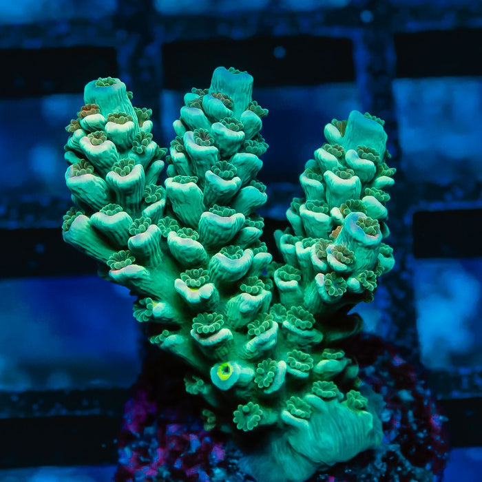 REx Green-Blue Tenuis