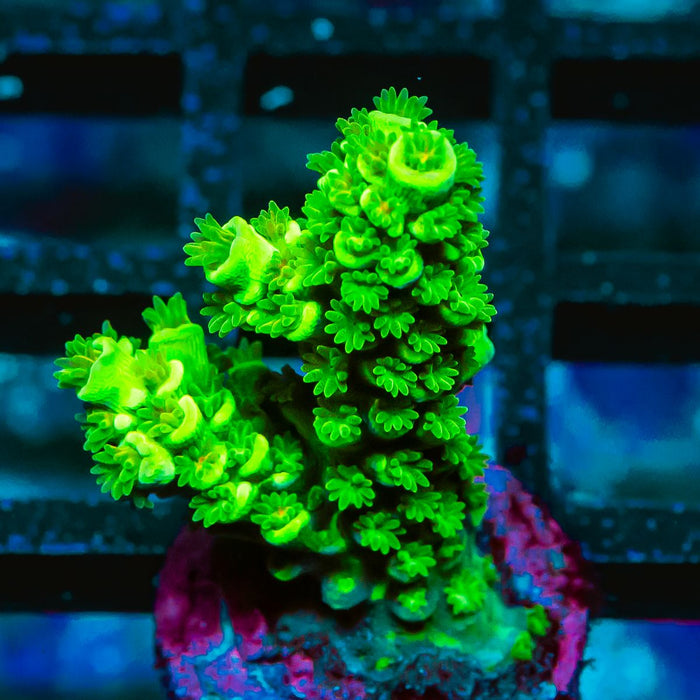REx Super Green Tenuis