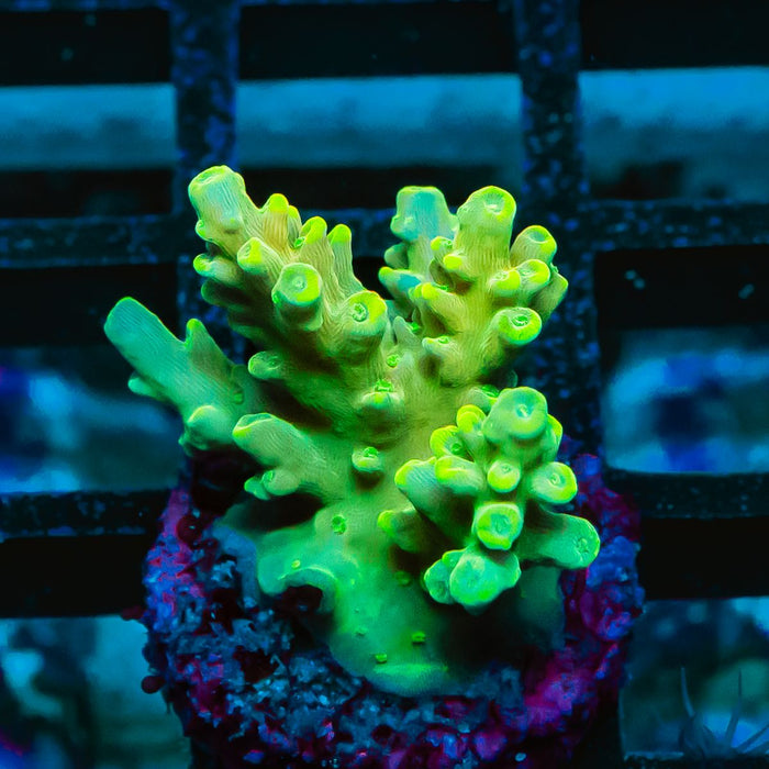 04 Acro Frag