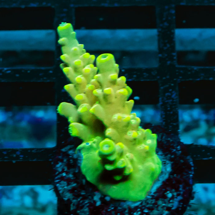 75 Acro Frag
