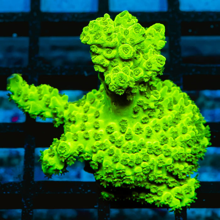 74 Acro Frag