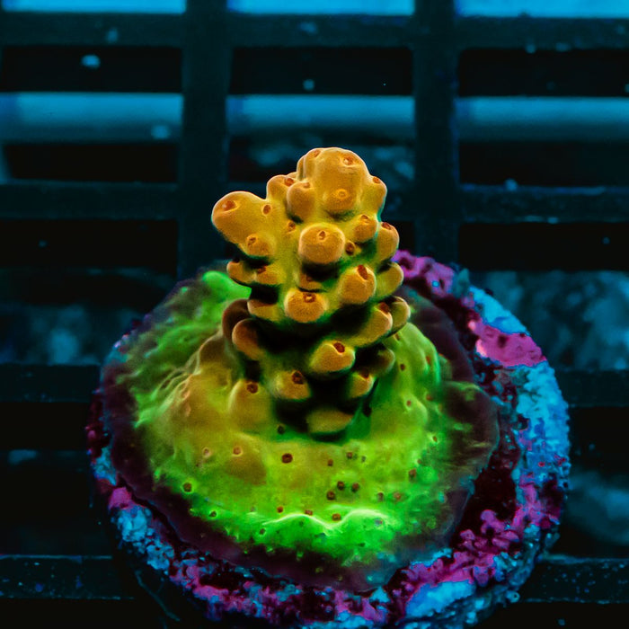 71 Acro Frag