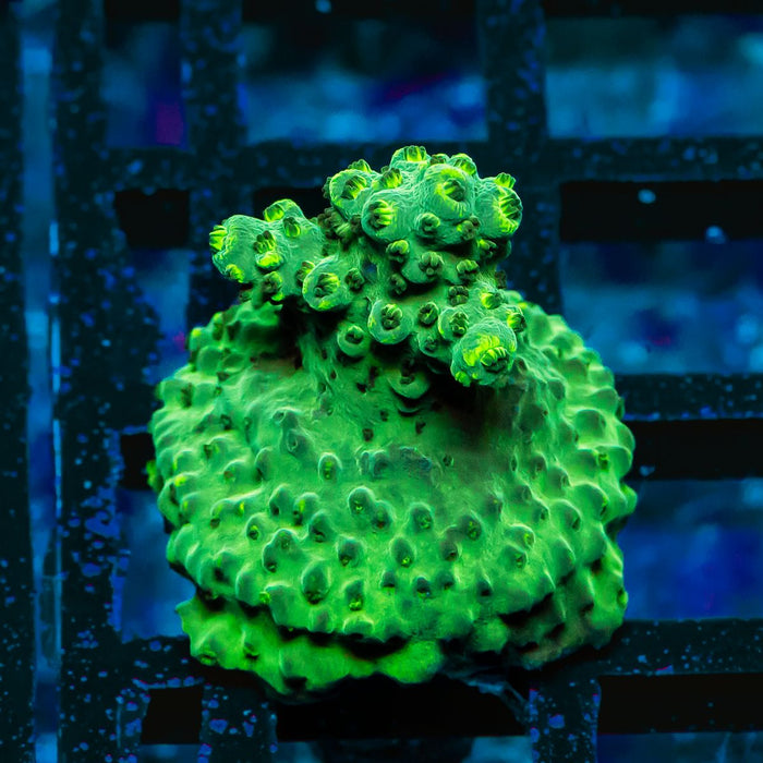 70 Acro Frag