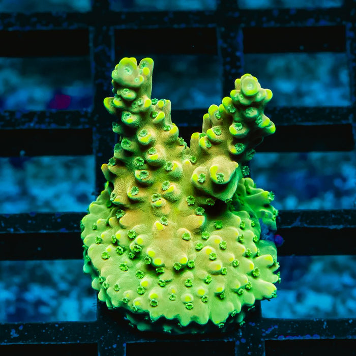 69 Acro Frag